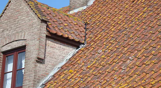Dak met mos en schimmel op